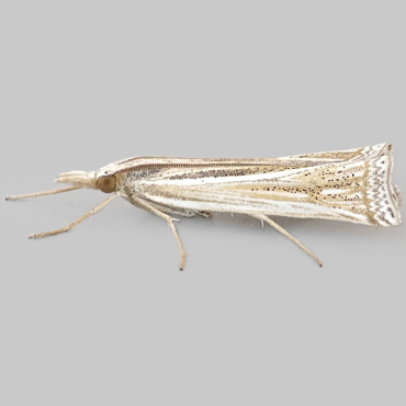 Picture of Scarce Striped Grass-veneer - Ancylolomia tentaculella