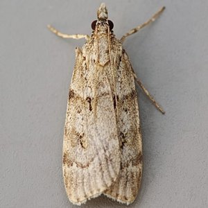 Image of Large Grey - Scoparia subfusca*