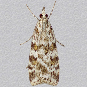 Image of Meadow Grey - Scoparia pyralella*