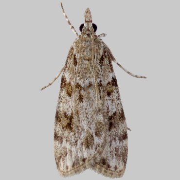 Picture of Common Grey - Scoparia ambigualis*