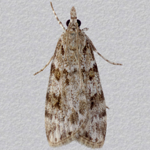 Image of Common Grey - Scoparia ambigualis*