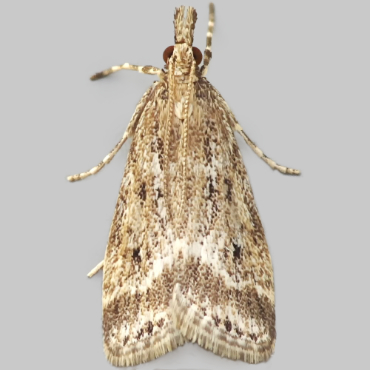 Picture of Marsh Grey - Eudonia pallida