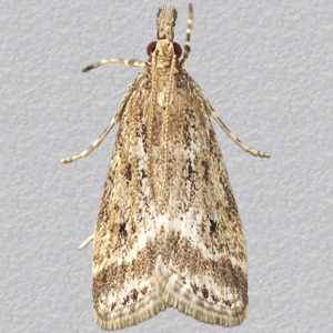 Image of Marsh Grey - Eudonia pallida