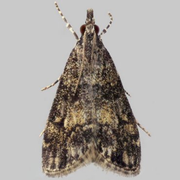 Picture of Little Grey - Eudonia lacustrata*