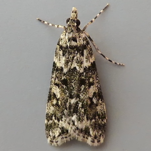 Image of White-line Grey - Eudonia lineola