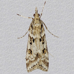 Image of Narrow-winged Grey - Eudonia angustea*