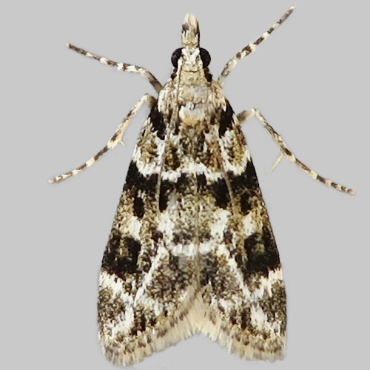 Picture of Pied Grey - Eudonia delunella*