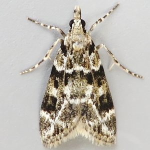 Image of Pied Grey - Eudonia delunella*