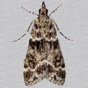 Image of Small Grey - Eudonia mercurella*
