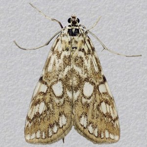 Image of Brown China-mark - Elophila nymphaeata*