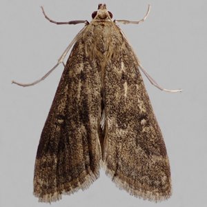 Image of Ringed China-mark - Parapoynx stratiotata (Female)*