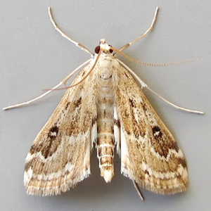 Image of Ringed China-mark - Parapoynx stratiotata (Male)*