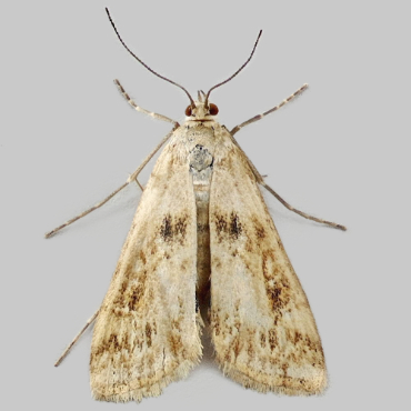 Picture of Small China-mark - Cataclysta lemnata (Female)*