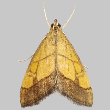 Picture of Dark-Bordered Pearl - Evergestis limbata*