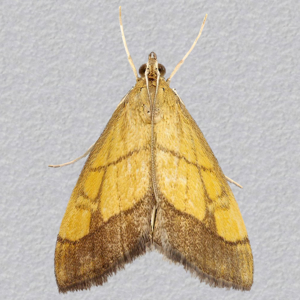 Image of Dark-Bordered Pearl - Evergestis limbata*