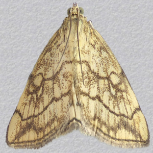 Image of Chequered Pearl - Evergestis pallidata*