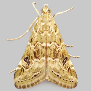 Picture of Old World Webworm - Hellula undalis