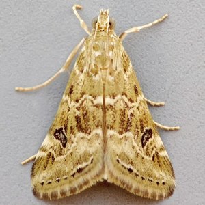 Image of Old World Webworm - Hellula undalis