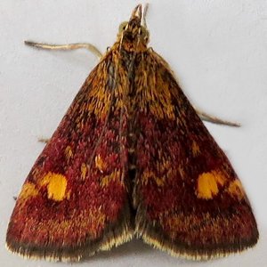 Image of Small Purple And Gold - Pyrausta aurata*