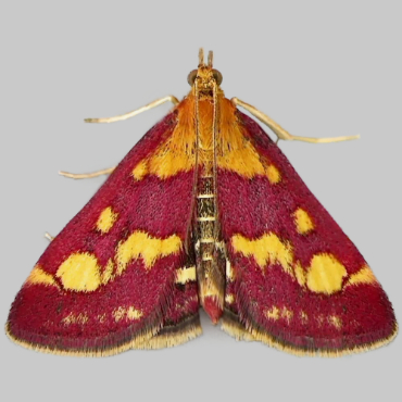 Picture of Common Purple And Gold - Pyrausta purpuralis*