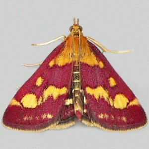 Image of Common Purple And Gold - Pyrausta purpuralis*