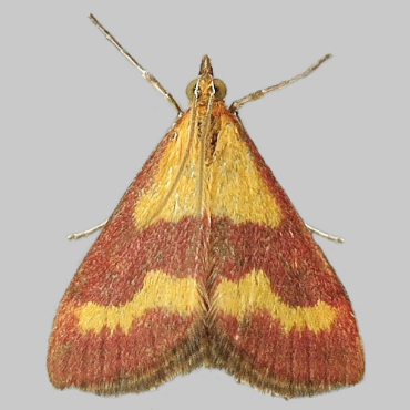 Picture of Scarce Crimson & Gold - Pyrausta sanguinalis