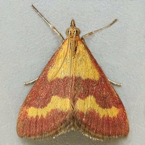 Image of Scarce Crimson & Gold - Pyrausta sanguinalis