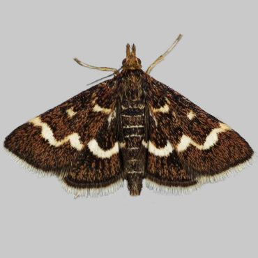 Picture of Wavy-barred Sable - Pyrausta nigrata*