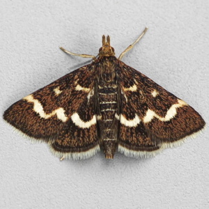 Image of Wavy-barred Sable - Pyrausta nigrata*