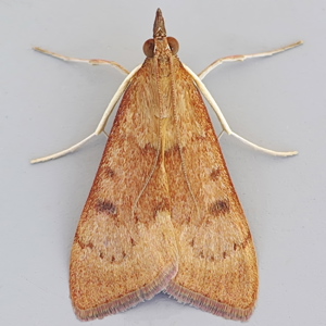 Image of Yellow-underwing Pearl - Uresiphita gilvata