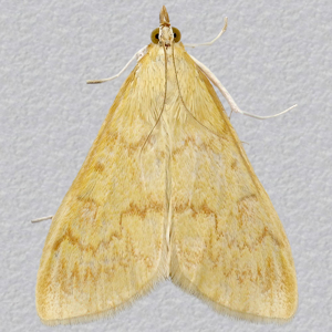 Image of European Corn Borer - Ostrinia nubilalis (Female)*