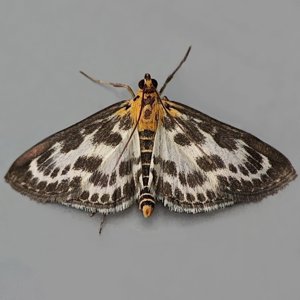 Image of Small Magpie - Anania hortulata*