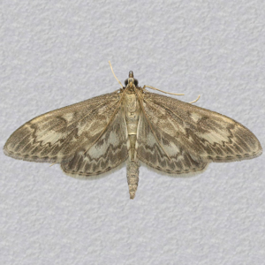 Image of Long-winged Pearl - Anania lancealis