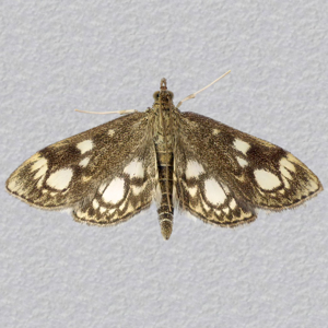 Image of Elder Pearl - Anania coronata