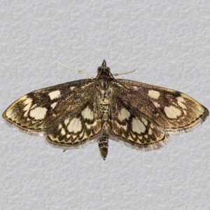 Image of Elder Pearl - Anania coronata