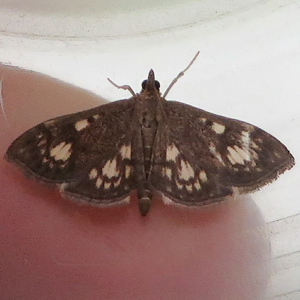 Image of Woundwort Pearl - Anania stachydalis*
