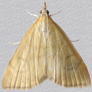 Image of Ochreous Pearl - Anania crocealis*