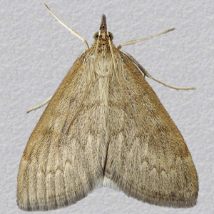 Image of Cinerous Pearl - Anania fuscalis