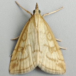 Image of Pale Straw Pearl - Udea lutealis*