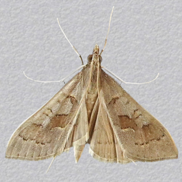 Top - 2