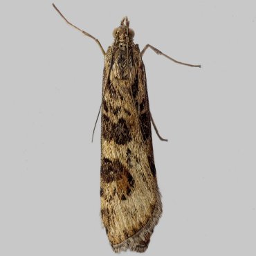 Picture of Rush Veneer - Nomophila noctuella*