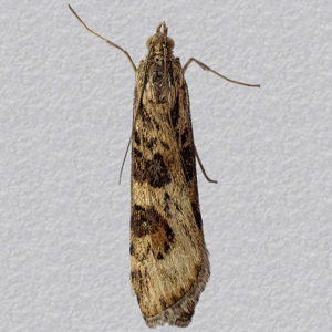 Image of Rush Veneer - Nomophila noctuella*
