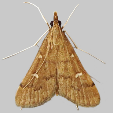 Picture of Long-legged China-mark - Dolicharthria punctalis