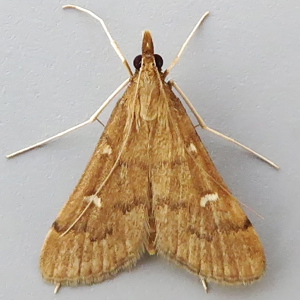 Image of Long-legged China-mark - Dolicharthria punctalis