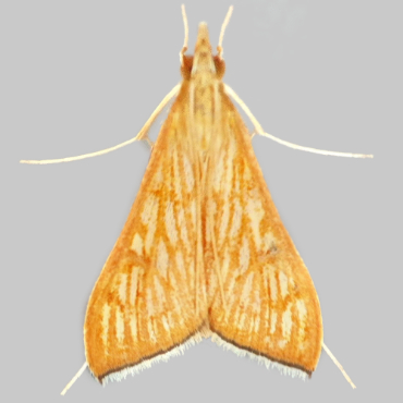 Picture of Spanish Dot - Antigastra catalaunalis