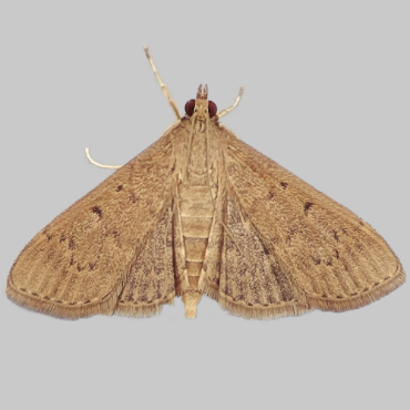 Picture of Grass Webworm - Herpetogramma licarsisalis