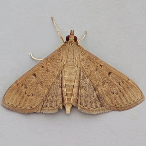 Image of Grass Webworm - Herpetogramma licarsisalis