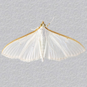 Image of Olive-tree Pearl - Palpita vitrealis