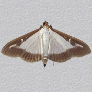 Image of Box Tree Moth - Cydalima perspectalis*