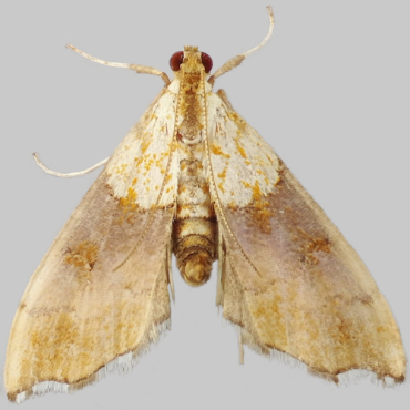 Picture of Beautiful Pearl - Agrotera nemoralis*